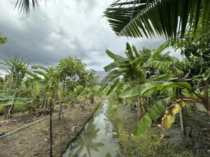 ขายที่ดินเปล่า พื้นที่ 7-0-90 บางใหญ่ นนทบุรี บางใหญ่ บางใหญ่ นนทบุรี CX-130776