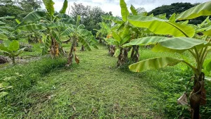 ขายที่ดิน 1 ไร่ 17 วา ใกล้ตัวเมืองเชียงใหม่ วิวสวย หนองผึ้ง สารภี เชียงใหม่ CX-141496